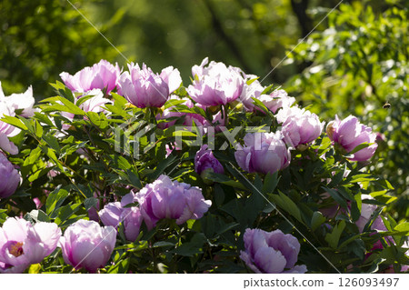Pink blooming tree peony flowers 126093497