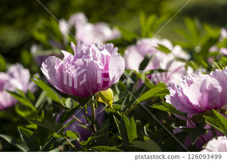 Pink blooming tree peony flowers 126093499