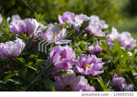 Pink blooming tree peony flowers Pink blooming tree peony flowers 126093502