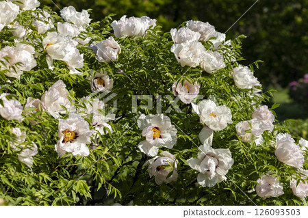 White blooming tree peony flowers 126093503