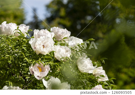 White blooming tree peony flowers 126093505