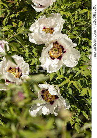 White blooming tree peony flowers White blooming tree peony flowers 126093506