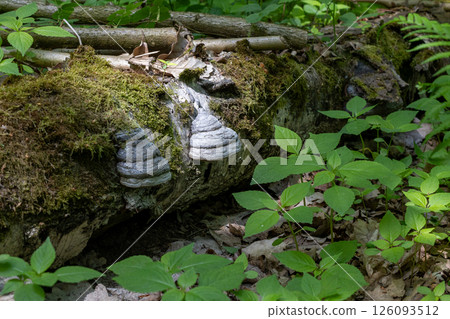 Bracket Fungi Growing on Mossy Log in Forest Bracket Fungi Growing on Mossy Log in Forest 126093512