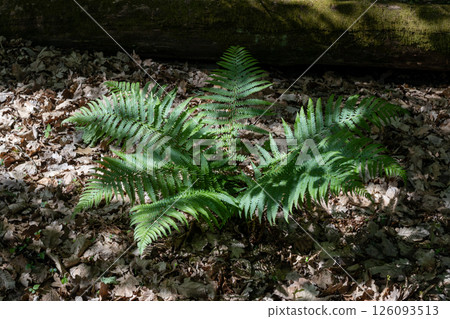 Green Fern Growing on Forest Floor Green Fern Growing on Forest Floor 126093513