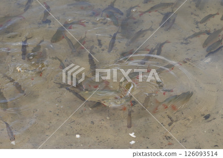 Perch Feeding in Clear Shallow Water 126093514