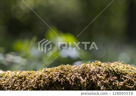 Moss Close Up on Tree Trunk in Forest 126093519