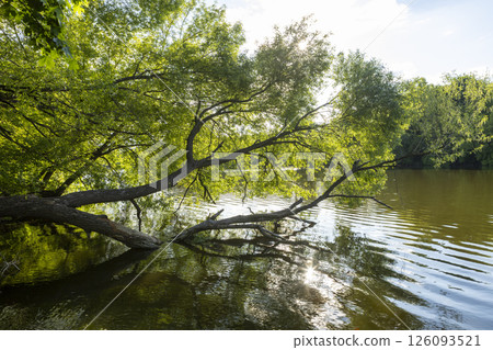a fallen tree with green spring leaves lies in the river a fallen tree with green spring leaves lies in the river 126093521