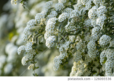 Beautiful ornamental shrub Spiraea cantonense Lanceolata, small white flowers Beautiful ornamental shrub Spiraea cantonense Lanceolata, small white flowers 126093536