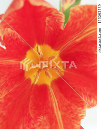 A bouquet of red tulips on white background A bouquet of red tulips on white background 126093589