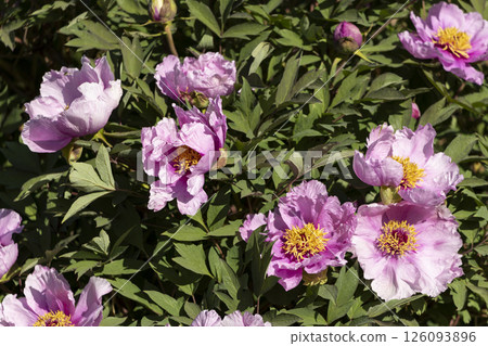 Pink blooming tree peony flowers Pink blooming tree peony flowers 126093896