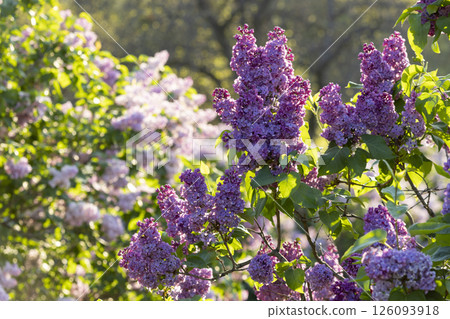 Beautiful blooming purple lilac flowers Beautiful blooming purple lilac flowers 126093918