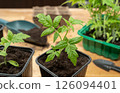 Seedlings of tomato in special plastic form on wooden table , transplanting seedlings, pricking out in pots. Growing, seeding, transplant seedling, home plant, vegetables at home  126094401
