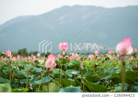 Tea lotus field in Vietnam. Farming in Asian area, blossoms and foliage grow against mountain range 126094423