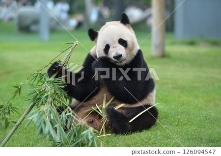 Aihama eating bamboo deliciously Aihama eating bamboo deliciously 126094547