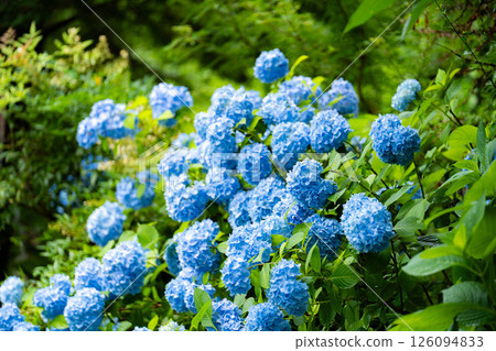 [Rainy season material] Blue hydrangea flowers [Nagano Prefecture] 126094833
