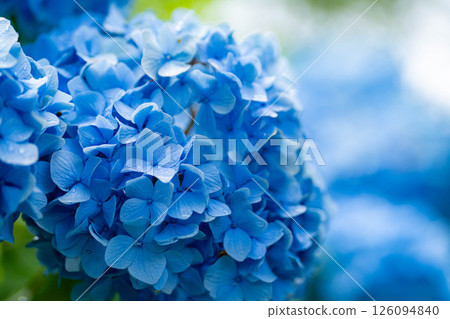 [Rainy season material] Blue hydrangea flowers [Nagano Prefecture] 126094840