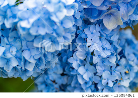 [梅雨季節素材] 藍色繡球花 [長野縣] 126094861