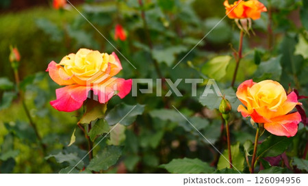 橙色玫瑰來自原古川花園的 Rio Samba。 橙色玫瑰來自原古川花園的 Rio Samba。 126094956