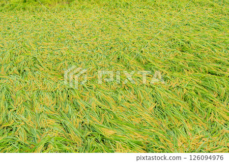 [Agricultural damage] Fallen rice [Nagano Prefecture] 126094976