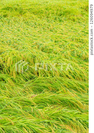 [農業損失] 翻倒的稻米 [長野縣] 126094979