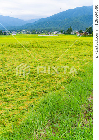 [Agricultural damage] Fallen rice [Nagano Prefecture] 126094980