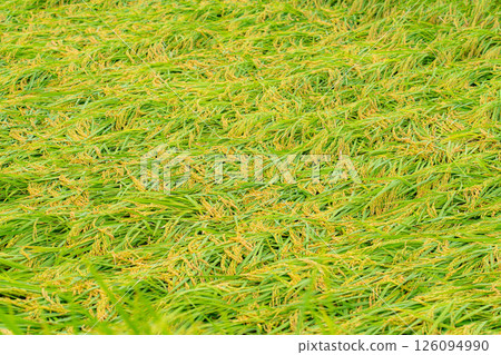 [Agricultural damage] Fallen rice [Nagano Prefecture] 126094990