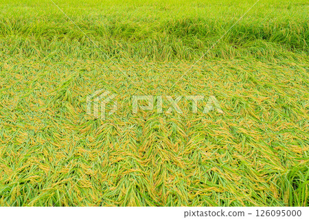 [Agricultural damage] Fallen rice [Nagano Prefecture] 126095000