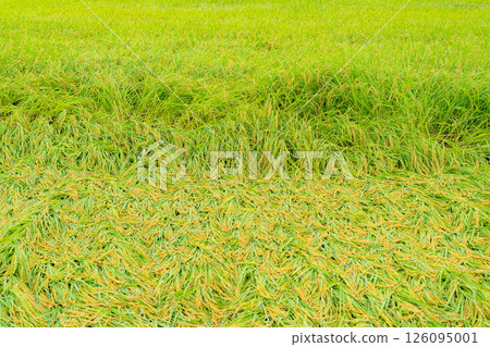 [Agricultural damage] Fallen rice [Nagano Prefecture] 126095001