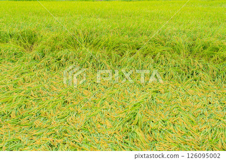 [Agricultural damage] Fallen rice [Nagano Prefecture] 126095002