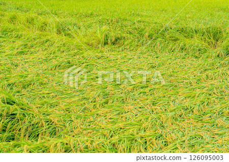 [Agricultural damage] Fallen rice [Nagano Prefecture] 126095003