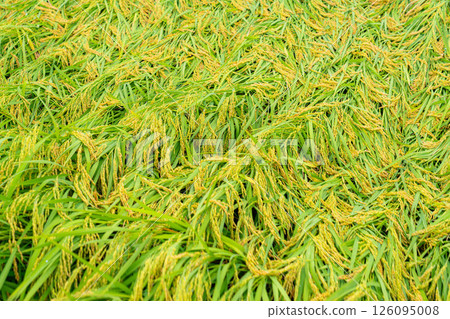 [Agricultural damage] Fallen rice [Nagano Prefecture] 126095008