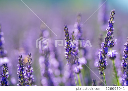 [Flower material] Lavender and blue sky at Lake Kawaguchi [Yamanashi Prefecture] 126095041