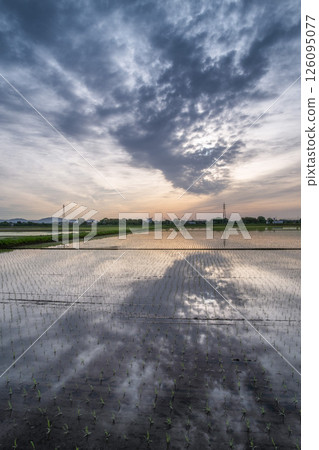 The sky just after sunrise and rice paddy reflection The sky just after sunrise and rice paddy reflection 126095077