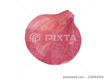 Watercolor style purple onion illustration 126095920