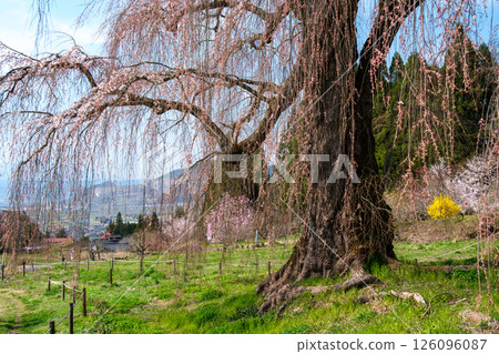 一朵櫻花 一朵櫻花 126096087