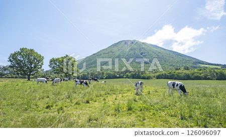 Cows grazing on Mt. Daisen near Makiba Milk Village 126096097