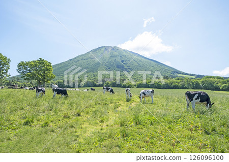 Cows grazing on Mt. Daisen near Makiba Milk Village Cows grazing on Mt. Daisen near Makiba Milk Village 126096100