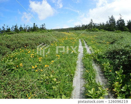 Day lilies and boardwalk (Hachimantai, Hachimantai City, Iwate Prefecture) 126096219