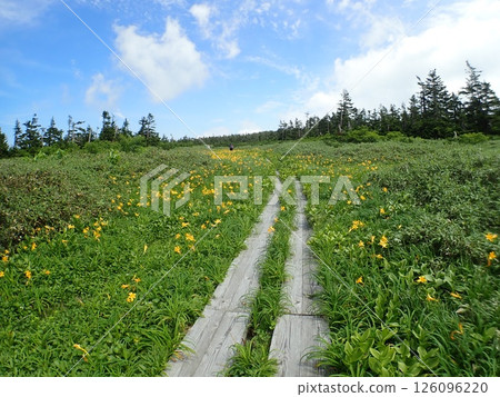 Day lilies and boardwalk (Hachimantai, Hachimantai City, Iwate Prefecture) 126096220