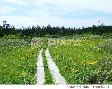 Day lilies and boardwalk (Hachimantai, Hachimantai City, Iwate Prefecture) Day lilies and boardwalk (Hachimantai, Hachimantai City, Iwate Prefecture) 126096221