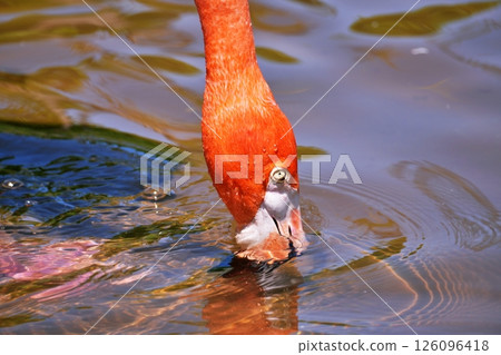 Beni Iro Flamingo Beni Iro Flamingo 126096418