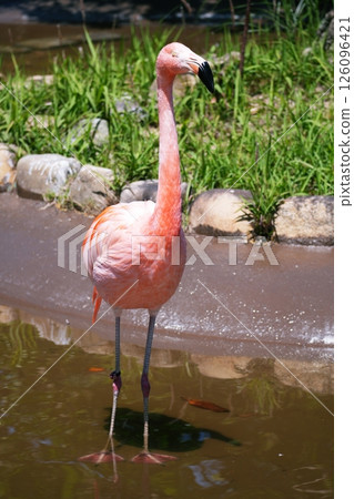 Beni Iro Flamingo 126096421