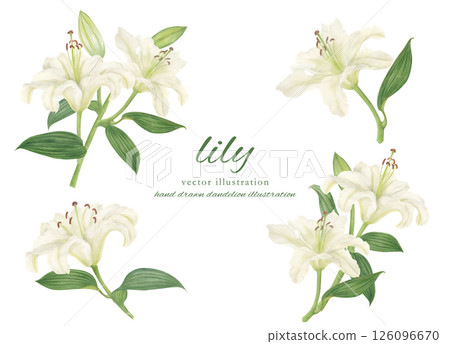 白百合卡通畫水彩 白百合卡通畫水彩 126096670