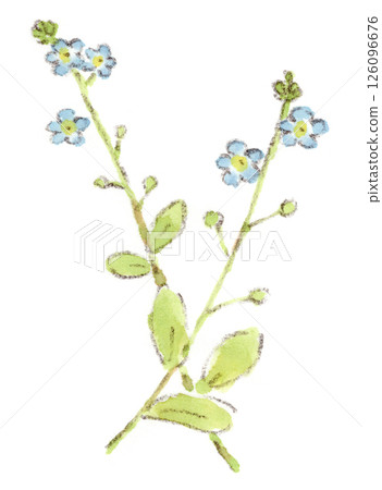 A watercolor illustration of a spring plant, a cute little blue flower of a few millimeters, cucumber grass 126096676