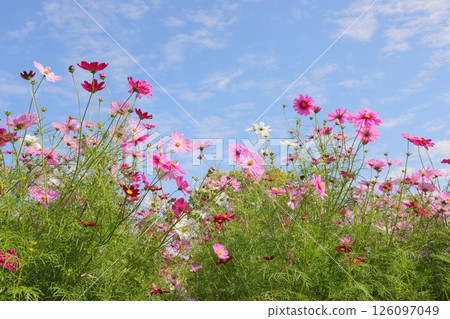 Autumn flower cosmos Autumn flower cosmos 126097049