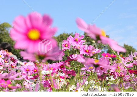 秋花波斯菊 秋花波斯菊 126097050