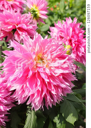 Colorful blooming dahlias Colorful blooming dahlias 126097159