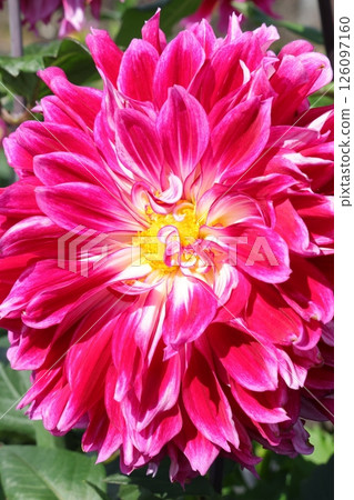 Colorful blooming dahlias Colorful blooming dahlias 126097160
