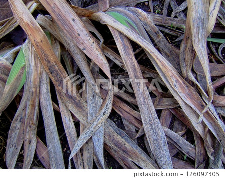 Clusters of dried grass and leaves cover the ground in a garden, showcasing the intricate patterns and textures caused by sun exposure and time. This summer scene depicts nature's transition. 126097305