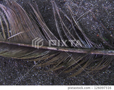 A slender feather lies on a textured surface of gravel and soil, showcasing its intricate barbs and natural beauty. Subtle earth tones create a serene backdrop. 126097316